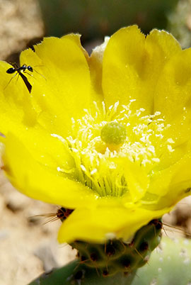 Agricultura ecológica Nopal