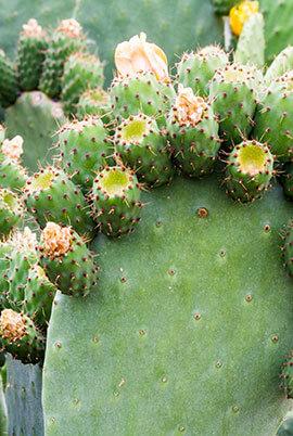 Producto justo: La chumbera