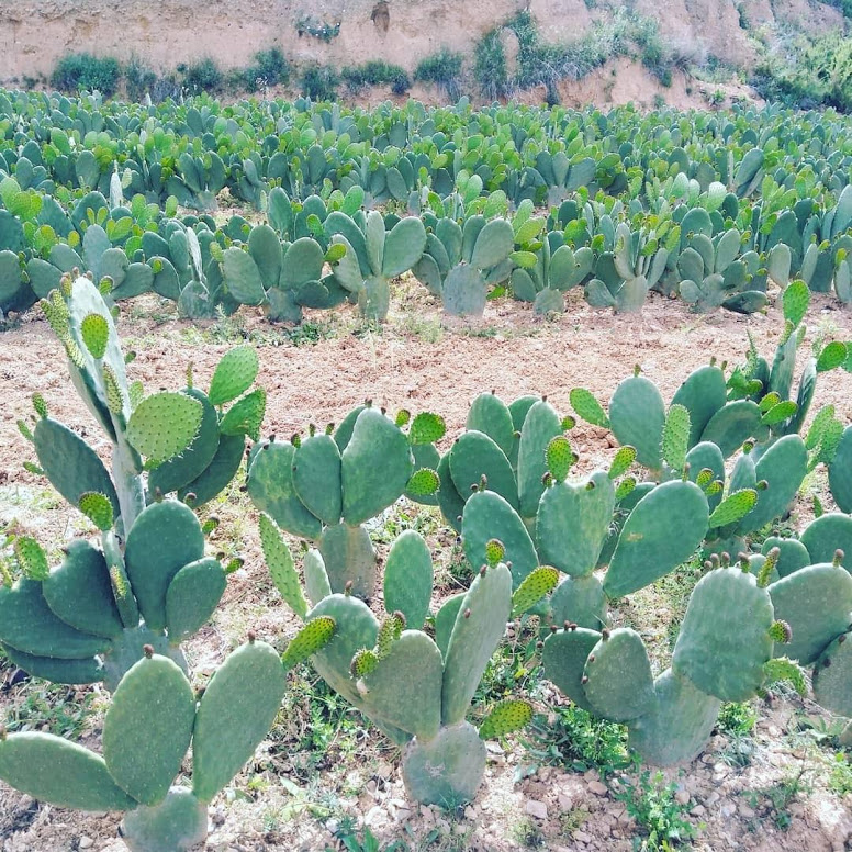 Nopal Vegetable For Sale From Valencia Spain Europe Prickly Pears Cactus Opuntia